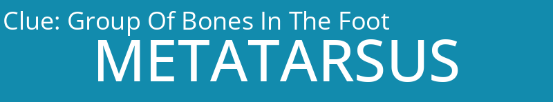 Group Of Bones In The Foot