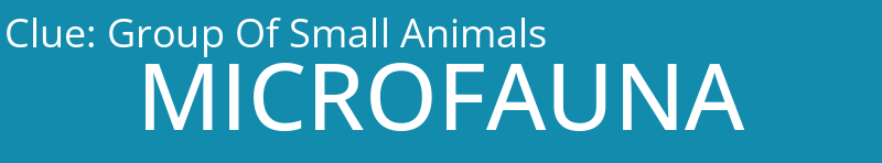 Group Of Small Animals