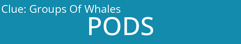 Groups Of Whales