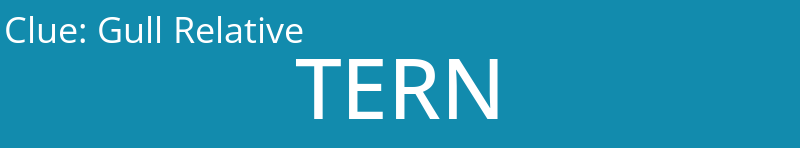 Gull Relative