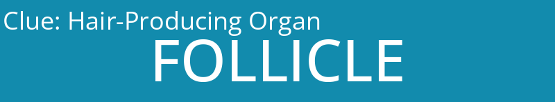 Hair-Producing Organ