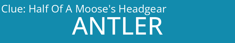 Half Of A Moose's Headgear