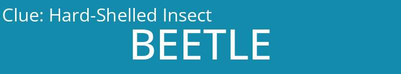 Hard-Shelled Insect