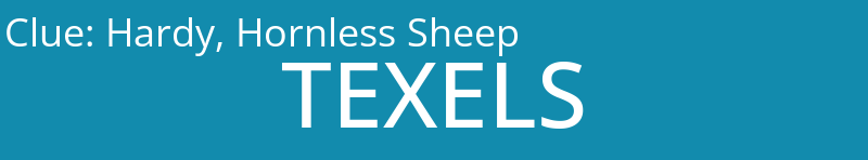 Hardy, Hornless Sheep