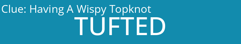 Having A Wispy Topknot