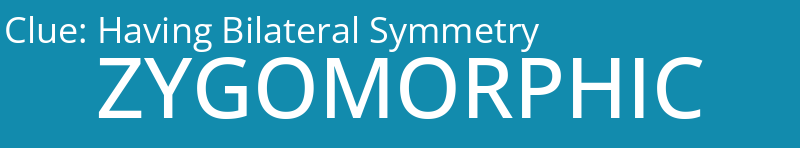 Having Bilateral Symmetry