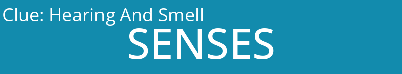 Hearing And Smell