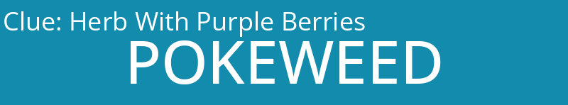 Herb With Purple Berries
