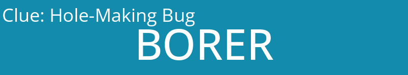 Hole-Making Bug