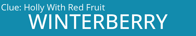 Holly With Red Fruit