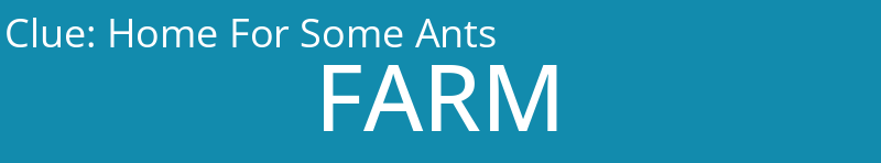 Home For Some Ants