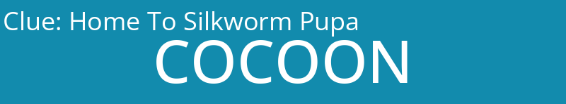 Home To Silkworm Pupa