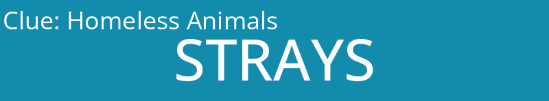 Homeless Animals