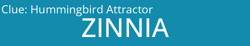 Hummingbird Attractor