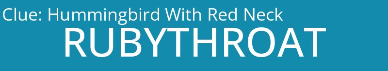 Hummingbird With Red Neck