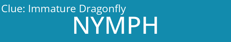 Immature Dragonfly
