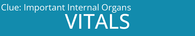Important Internal Organs