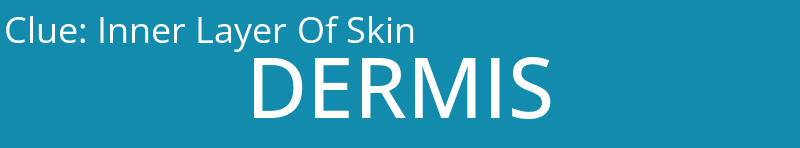 Inner Layer Of Skin
