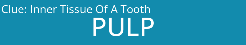 Inner Tissue Of A Tooth