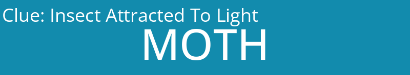Insect Attracted To Light