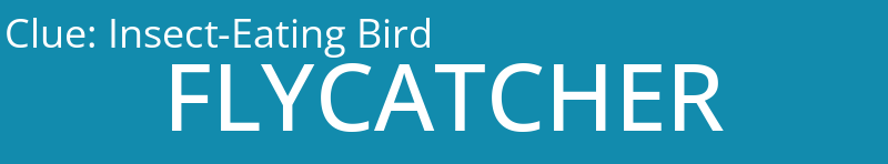 Insect-Eating Bird