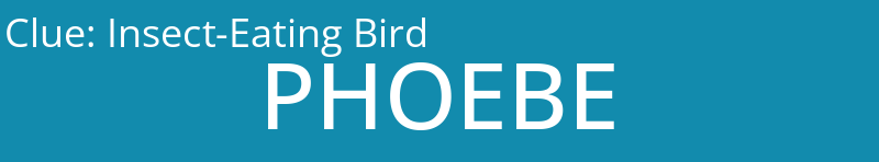Insect-Eating Bird
