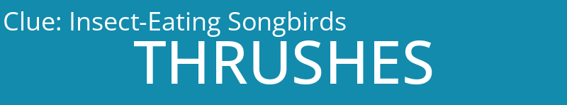 Insect-Eating Songbirds