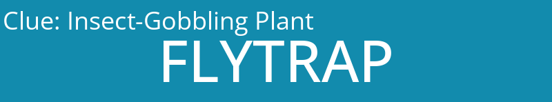 Insect-Gobbling Plant