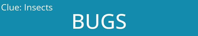 Insects