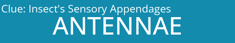 Insect's Sensory Appendages