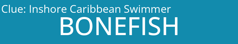 Inshore Caribbean Swimmer