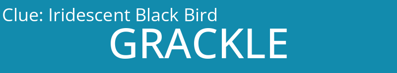 Iridescent Black Bird