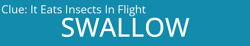 It Eats Insects In Flight
