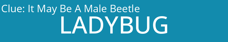 It May Be A Male Beetle