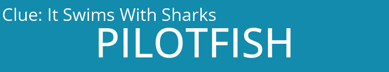 It Swims With Sharks
