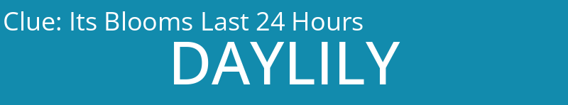 Its Blooms Last 24 Hours