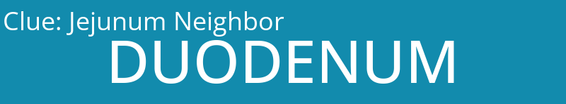Jejunum Neighbor