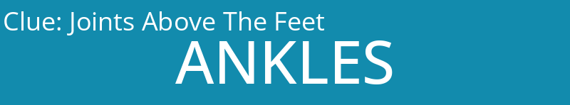 Joints Above The Feet