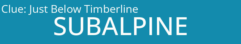 Just Below Timberline