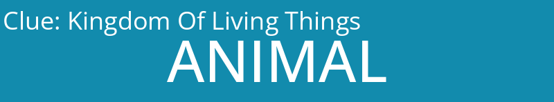 Kingdom Of Living Things