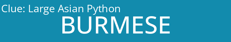 Large Asian Python