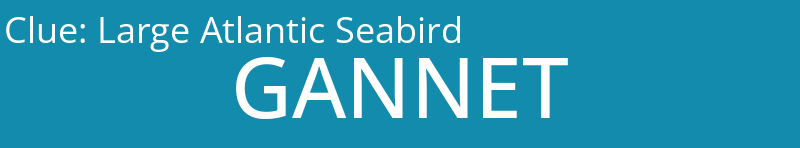Large Atlantic Seabird
