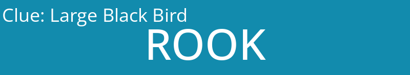 Large Black Bird