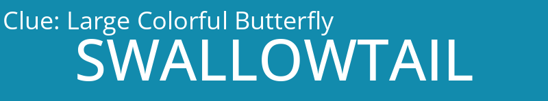 Large Colorful Butterfly