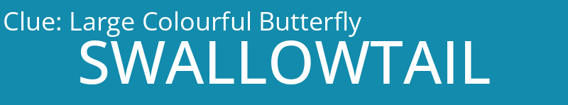 Large Colourful Butterfly