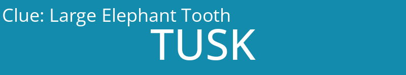 Large Elephant Tooth