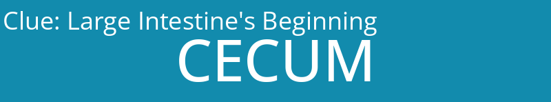 Large Intestine's Beginning