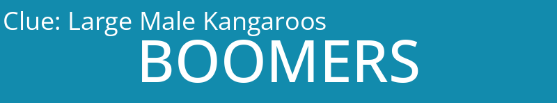 Large Male Kangaroos