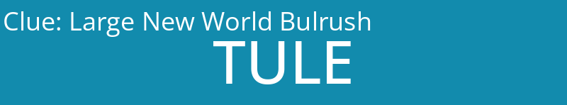 Large New World Bulrush