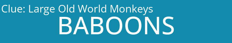 Large Old World Monkeys